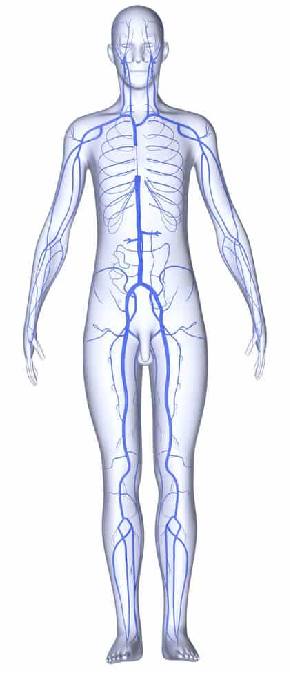 Układ żylny człowieka